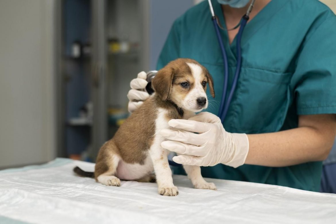 Marketing Digital Para Veterinarias