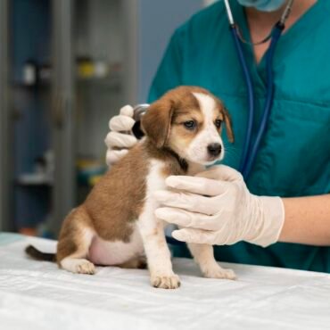 Marketing Digital Para Veterinarias